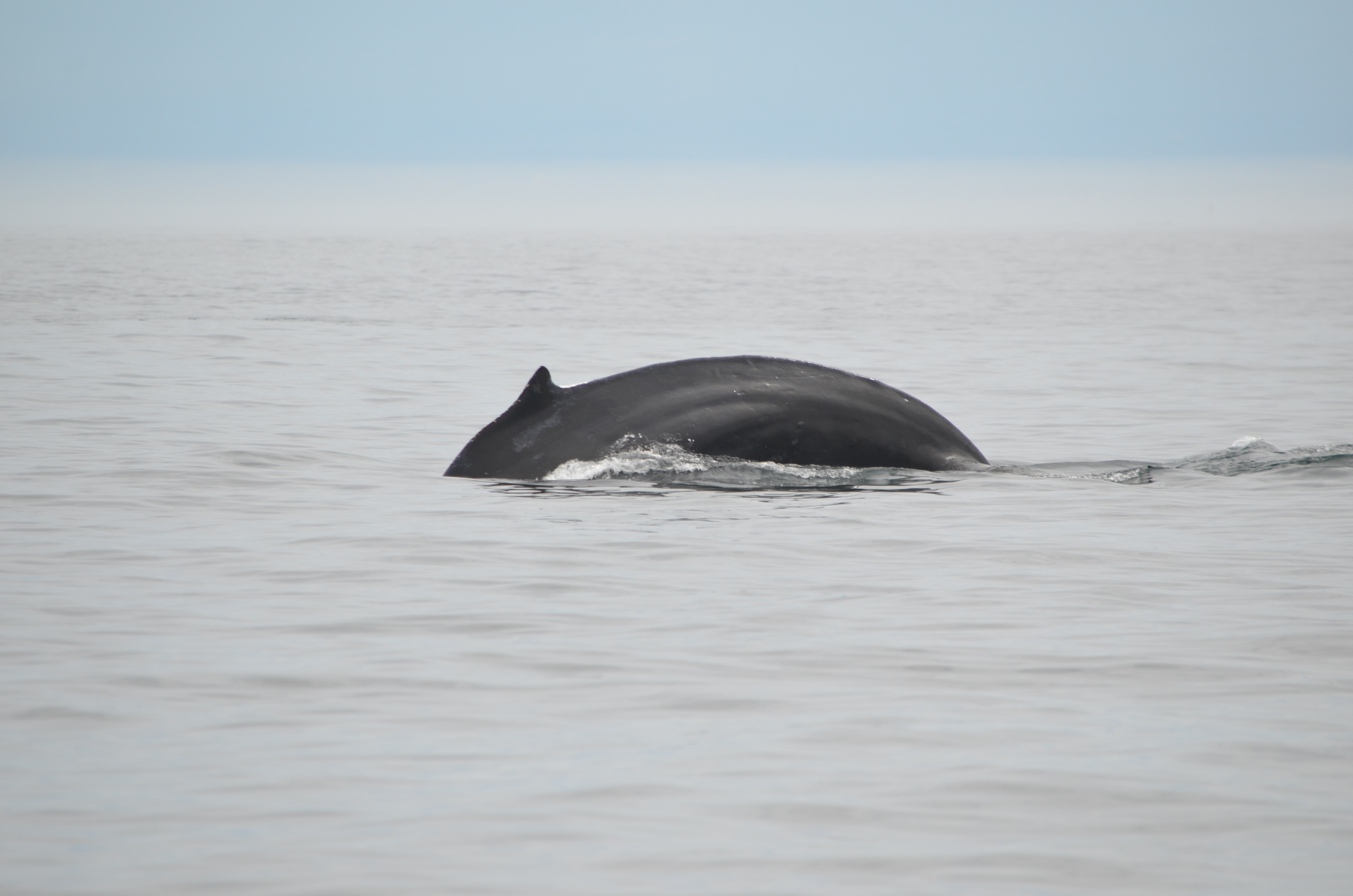 photos/wildlife/Mammal_Species/Humpback Whale/DSC_0147.JPG